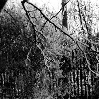 Icy branches obscure a fence and distant structure.