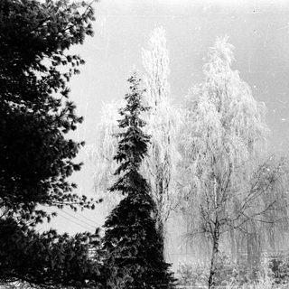 Icy trees in winter, covered with frost or snow.