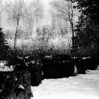 Snow-covered landscape with trees and shrubs in a winter scene.