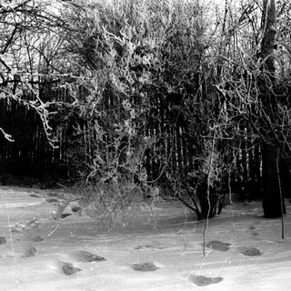 Icy, snow-covered trees and visible footprints in the snow.
