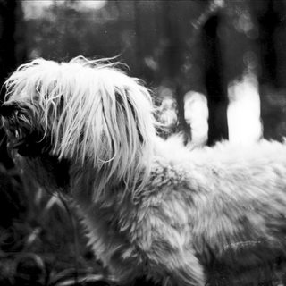 Fluffy dog in outdoor natural setting.
