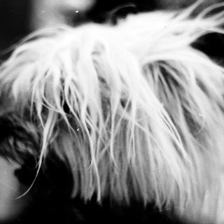 Close-up of a fluffy, white dog's fur.