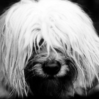 Fluffy white dog with long, shaggy fur.