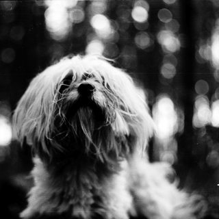 Fluffy dog with bokeh background lighting.