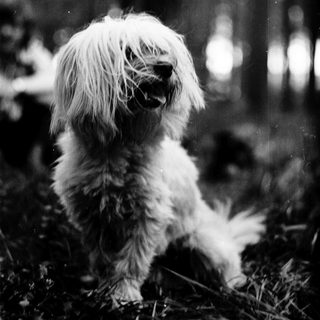 Fluffy white dog sitting in forest foliage.