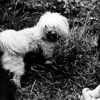 Person playing with small white dog outdoors.