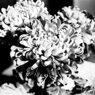 Elegant black-and-white bouquet of chrysanthemums.