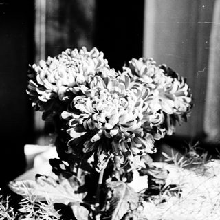 Elegant bouquet of chrysanthemums in vase.