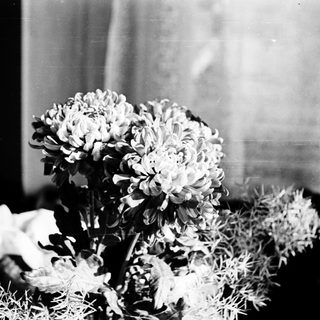 Elegant bouquet of white flowers in vase.