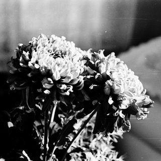 Elegant bouquet of white chrysanthemums in vase.