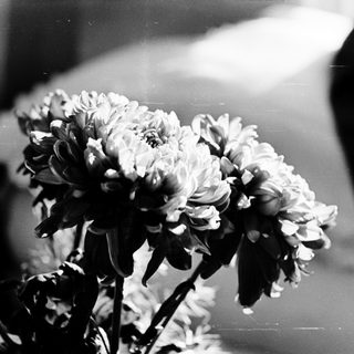 Elegant blooming chrysanthemums in soft focus.