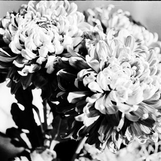 Elegant white chrysanthemums in black-and-white close-up.
