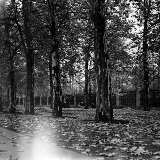 Tall trees in a forest clearing with fallen leaves.