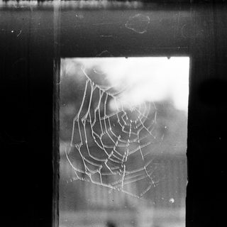 A spider web on a window frame.
