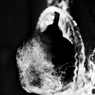 Mummified snake head with cotton-like residue.
