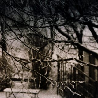 Barren trees in winter with snow-covered ground.