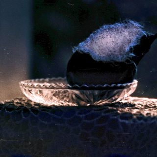 A bird perched on a small bowl.