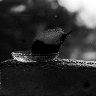 A bird perched on a decorative metal bowl.