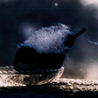 A bird perched on a small bowl.