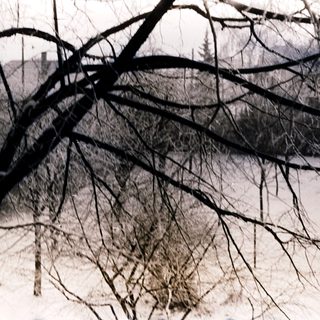 Barren tree branches over snow-covered ground.