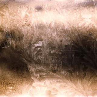 Close-up of a dog's fur with matted, tangled hair.