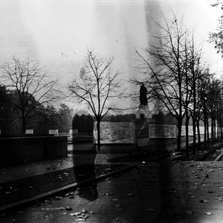 Rain-soaked urban park avenue with bare trees.