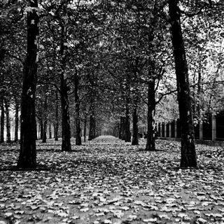 Tall trees lining a leaf-covered pathway.