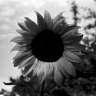 Sunflower in close-up, vintage black-and-white photograph.