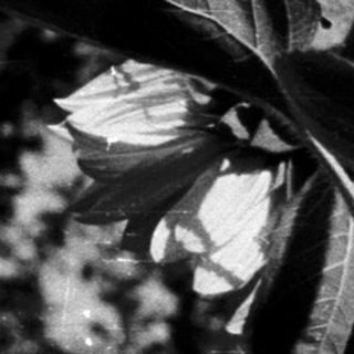 Tall plant with broad leaves against blurred greenery.