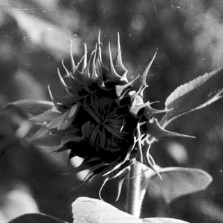 Mature sunflower head with closed, spiky florets.