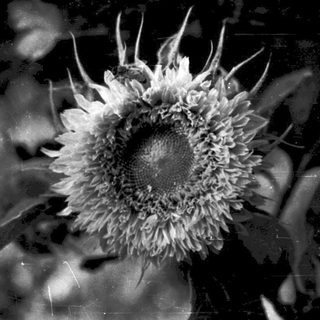 Close-up of a sunflower head in black and white.
