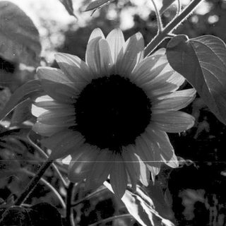 Sunflower in black-and-white outdoor setting.