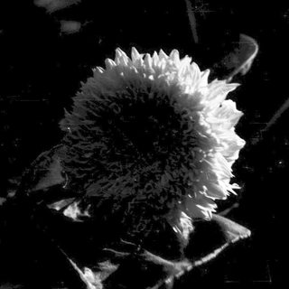 Black-and-white close-up of a sunflower head.