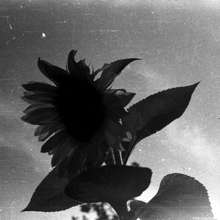 Sunflower in silhouette against light background.