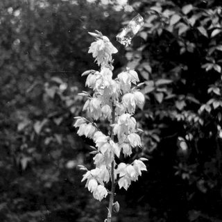Delicate white flowers on a stem.