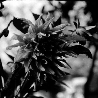 Elegant black-and-white close-up of blooming flowers.