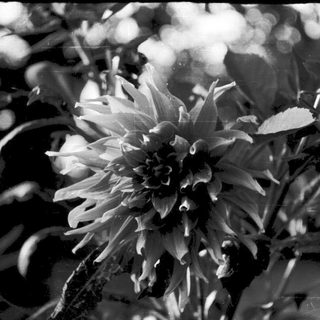 Close-up of a blooming dahlia flower.