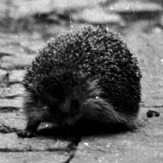 Hedgehog walking on cracked pavement.