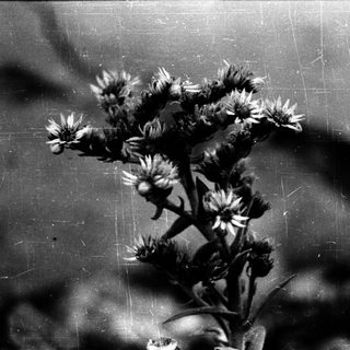 Dried flower cluster against textured background.