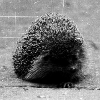 Hedgehog peeking out from under pavement.