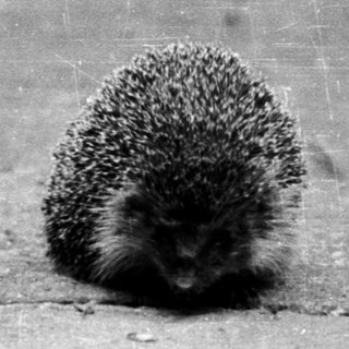 Hedgehog crossing a paved path.