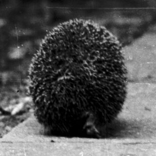Hedgehog crossing a paved path near plants.