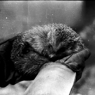 Person holding a hedgehog with spiky fur.
