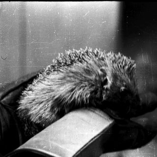 Porcupine curled up on a surface.