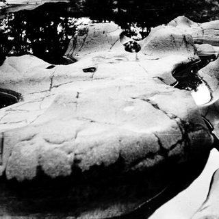 Fossilized remains embedded in rock.