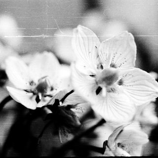 Close-up of delicate white flowers in soft focus.