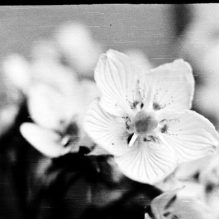 Elegant white flower in soft focus.