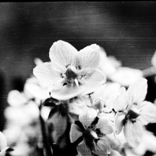 Close-up of delicate white blossoms in black-and-white.