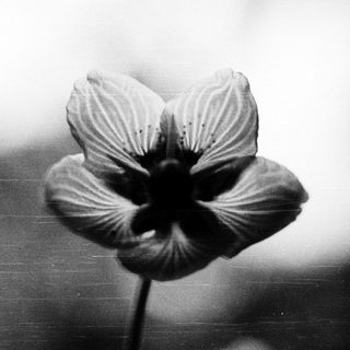A close-up black-and-white photo of a single flower.