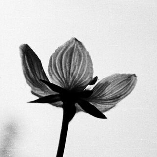 Silhouette of single blooming flower against light background.
